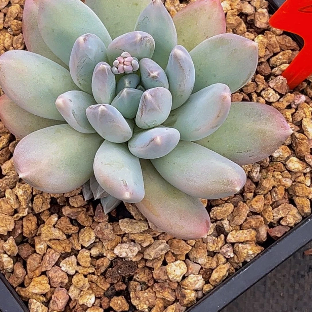 *️****2407号晚上多肉植物群生多肉