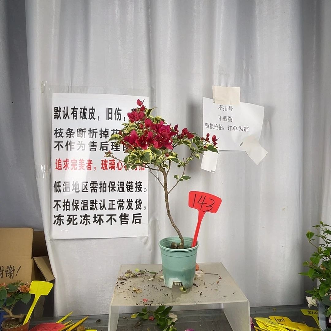 当前无花栽培后可以开花143金边花叶红盆苗