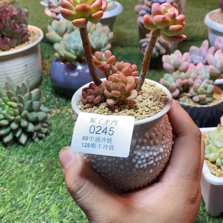 0245啊啊啊啊啊啊啊啊啊
