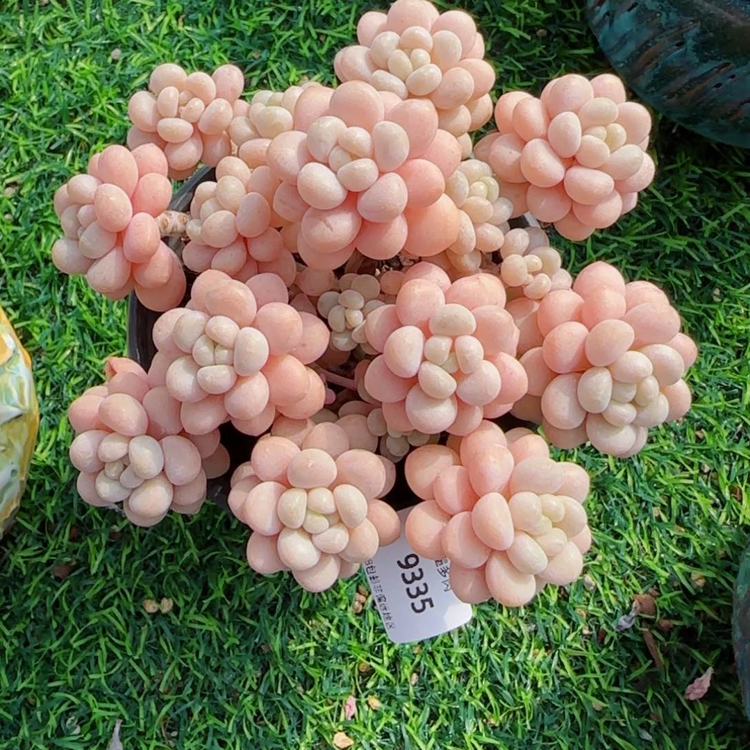 洛可可无砍，9335多肉