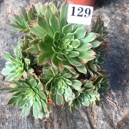 菲*多肉植物玉兔129