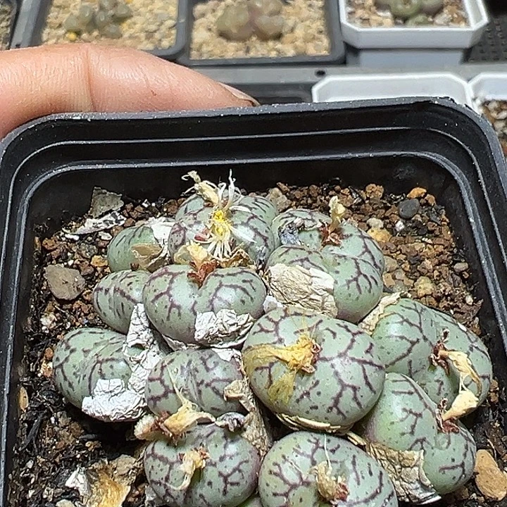 362号猴脸青姬多肉植物