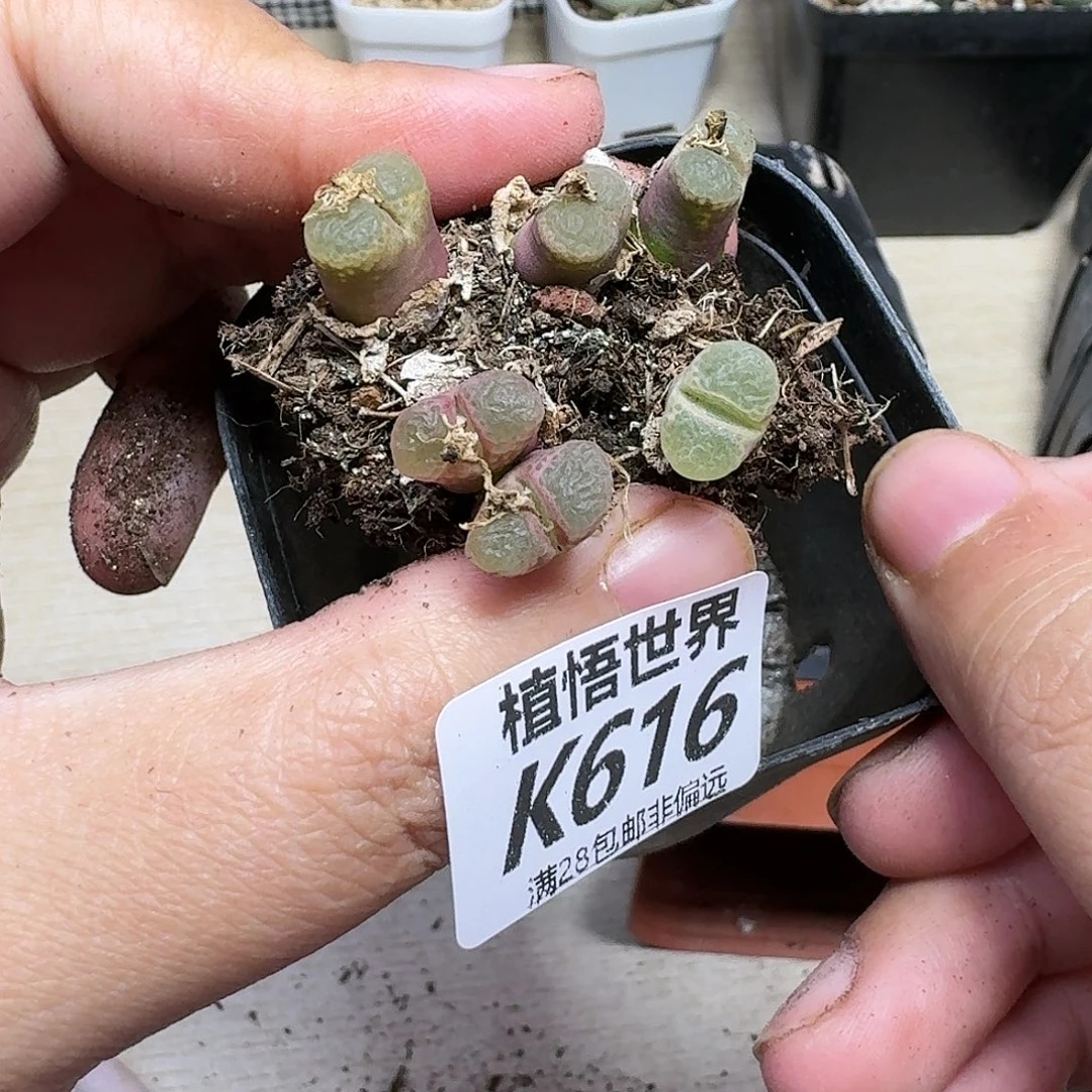 多肉植物的啊ghbn