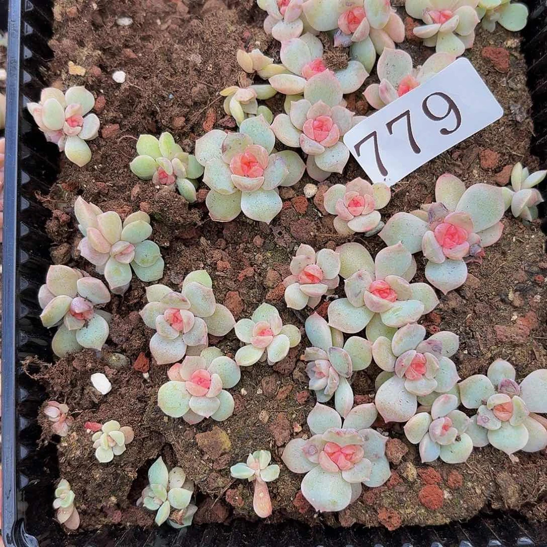 屈*胖多肉植物多肉植物779