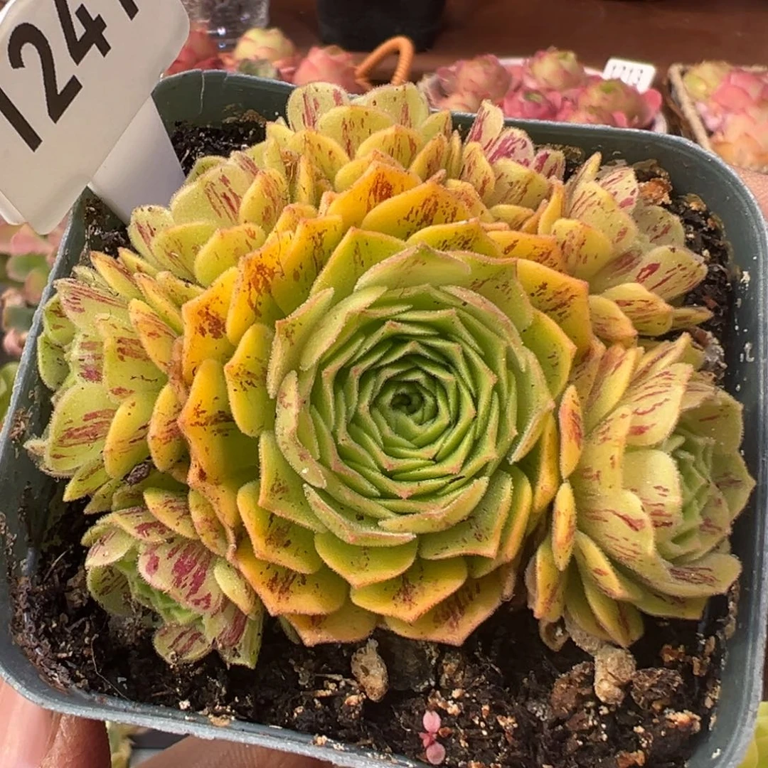 黄金毛绒侧芽量拍1厘米1241