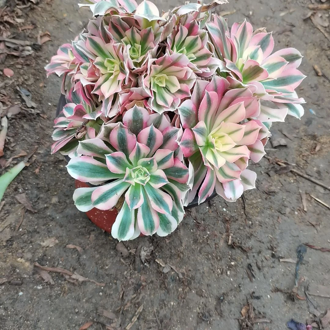 粉女巫多肉法师多肉3-28