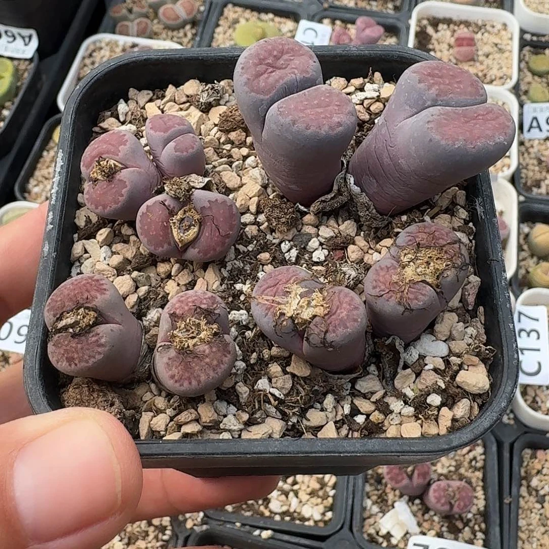 C142紫菊半退化多肉母本