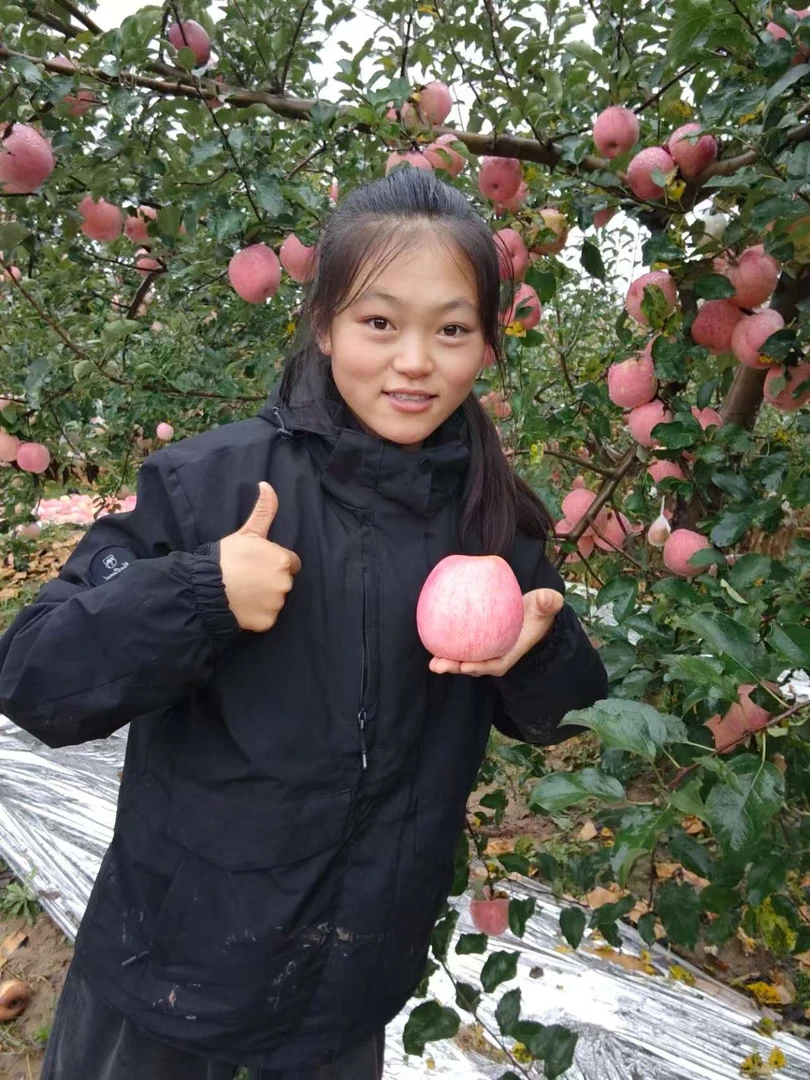 甘肃省庆阳市正宁县红富士苹果/9.5斤左右/有空格/脆甜多汁