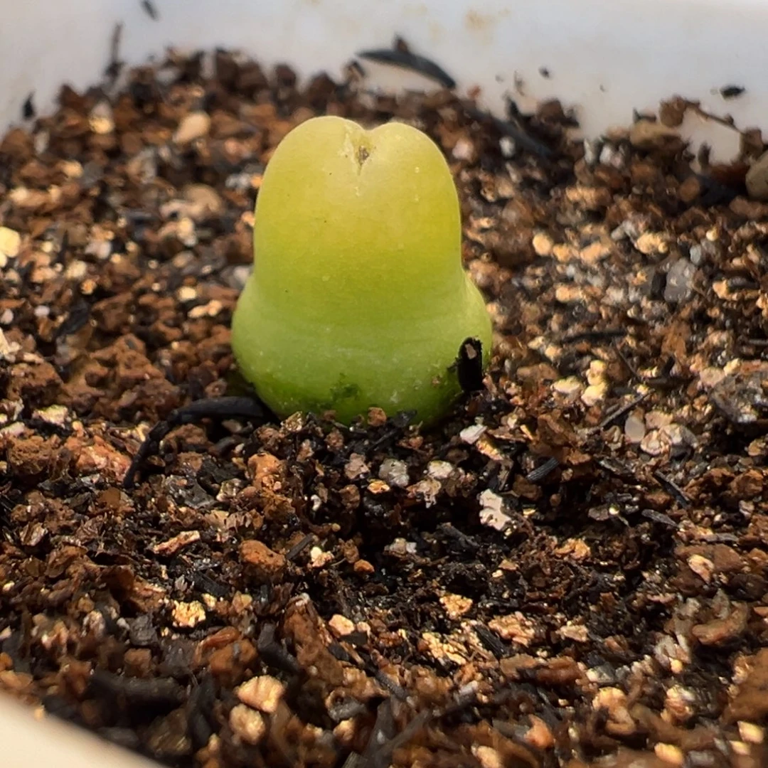 48多肉植物百科大葫芦