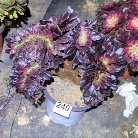 欧紫缀多肉植物法师不包损