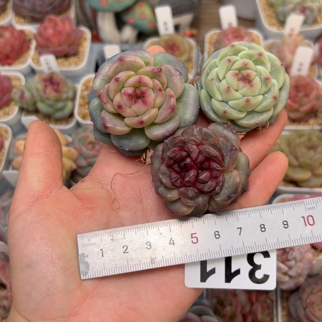 现***后311 多肉植物组合