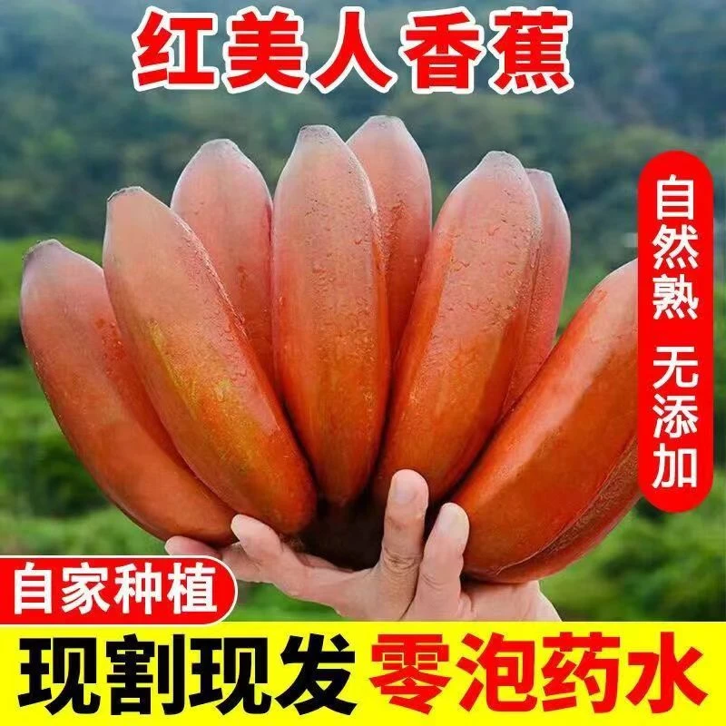 【立减10元】红美人香蕉福建漳州新鲜红皮芭蕉水果自然熟红色香甜蕉