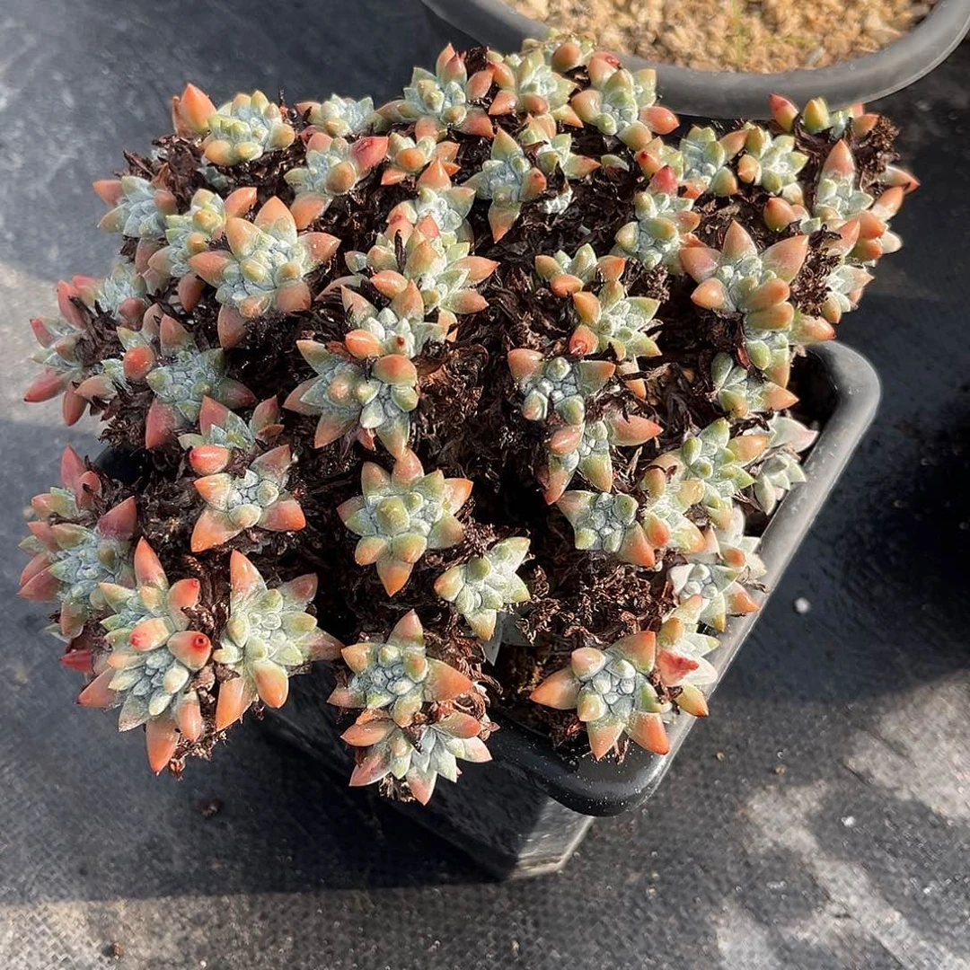 白菊60头小鹿多肉一物一拍