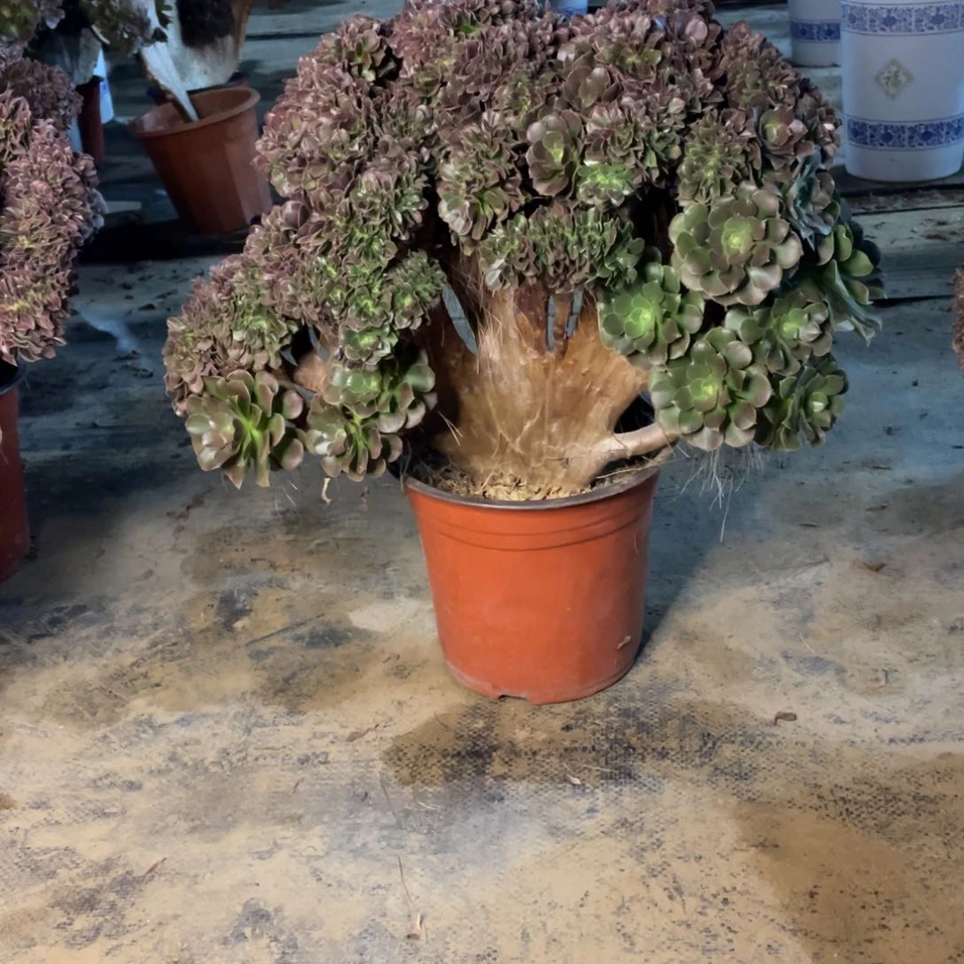 木*糖我是真的很喜欢这个