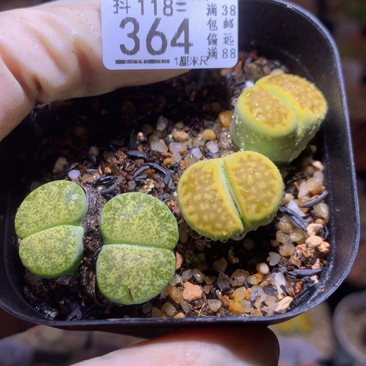 精品生石花118.364