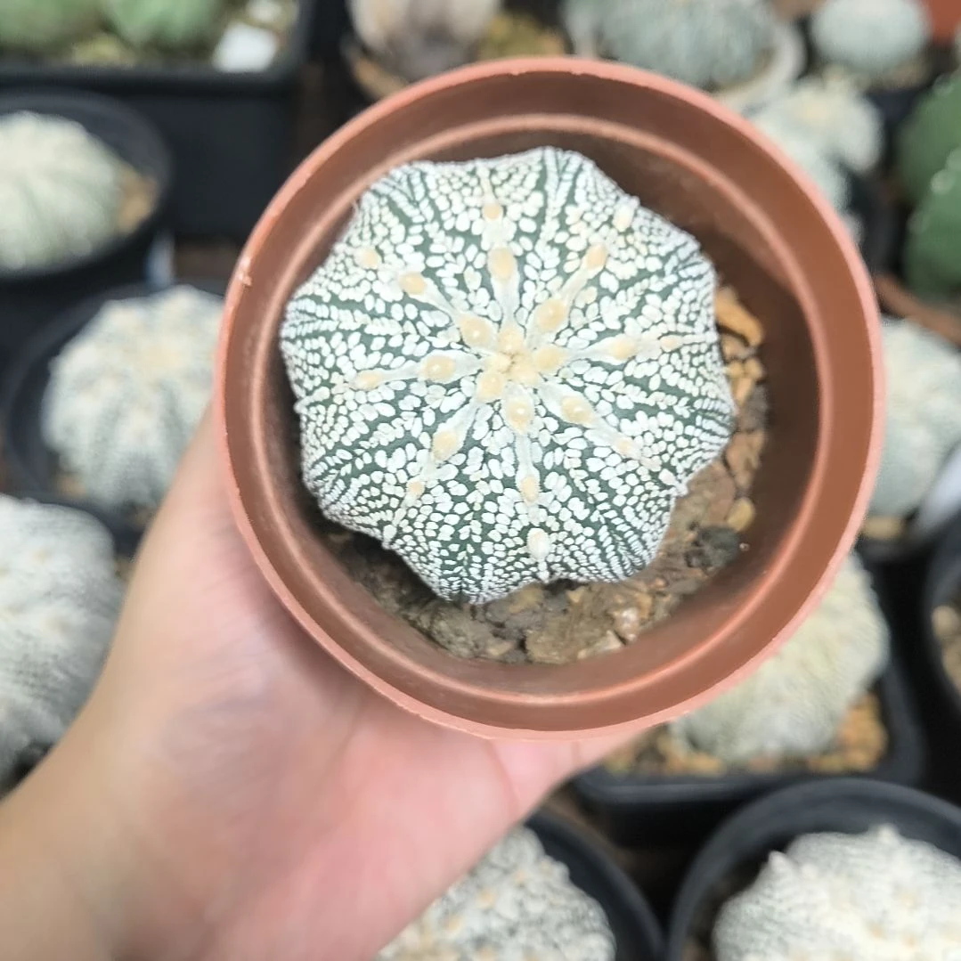 奇迹6一物一拍脱土发货