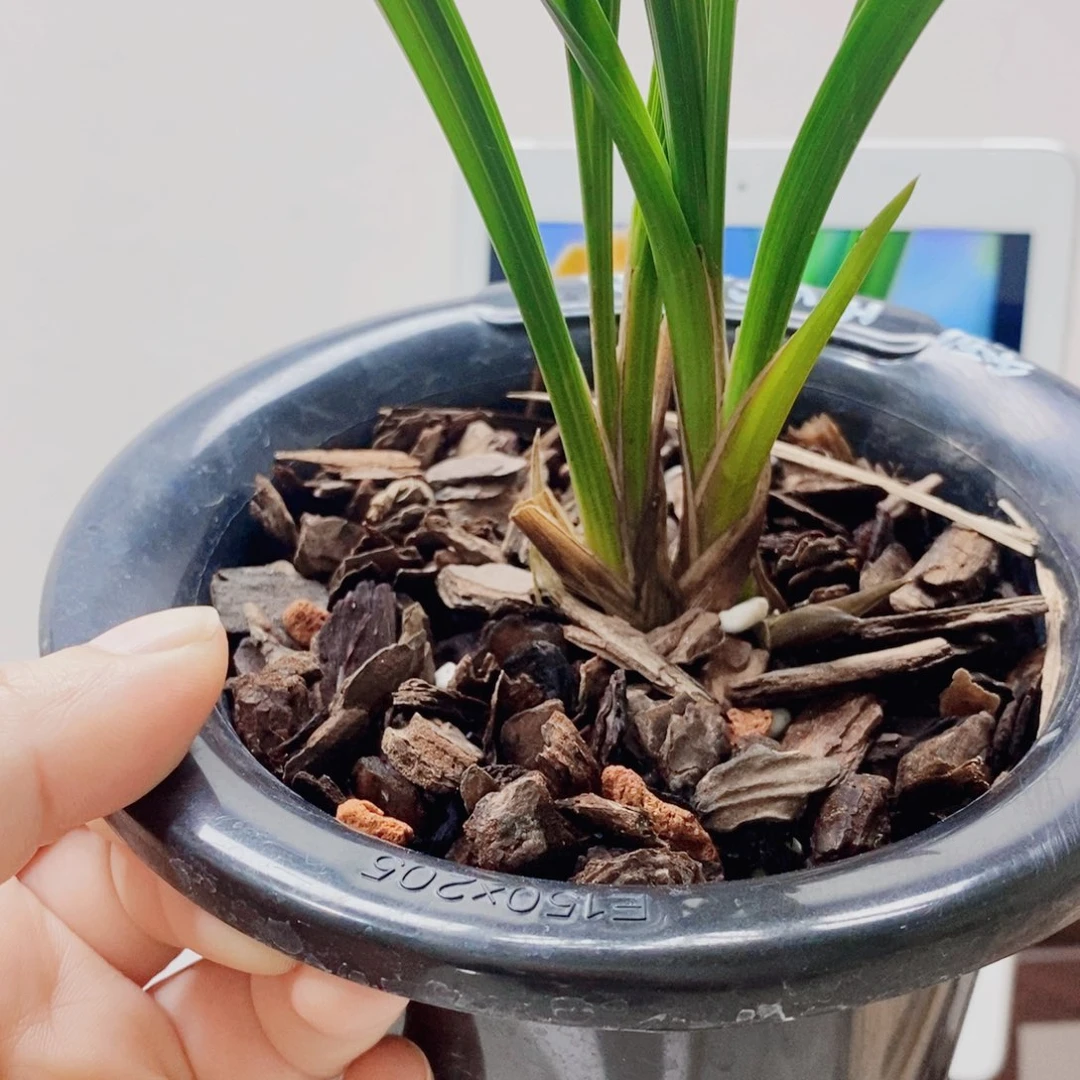修***心当前无花栽培后可以开花
