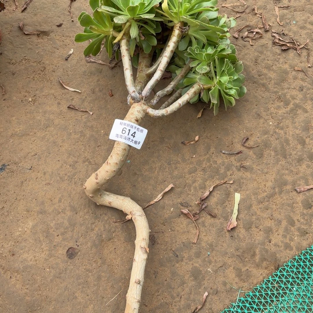614原始绿法师多肉植物