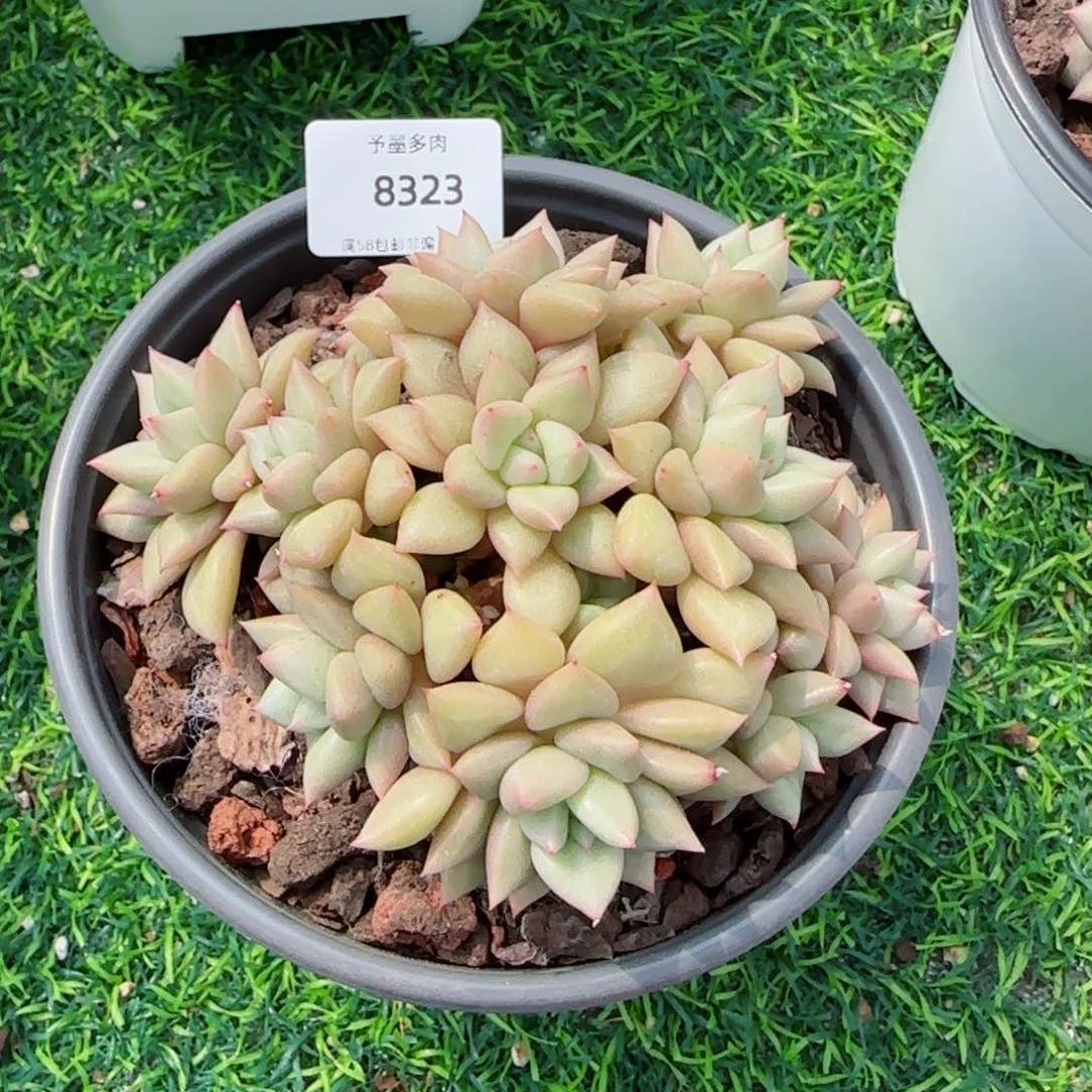 象牙无砍，8323多肉植物