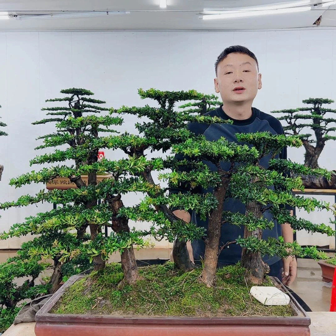 无花朵天**业盆景制作过程非常