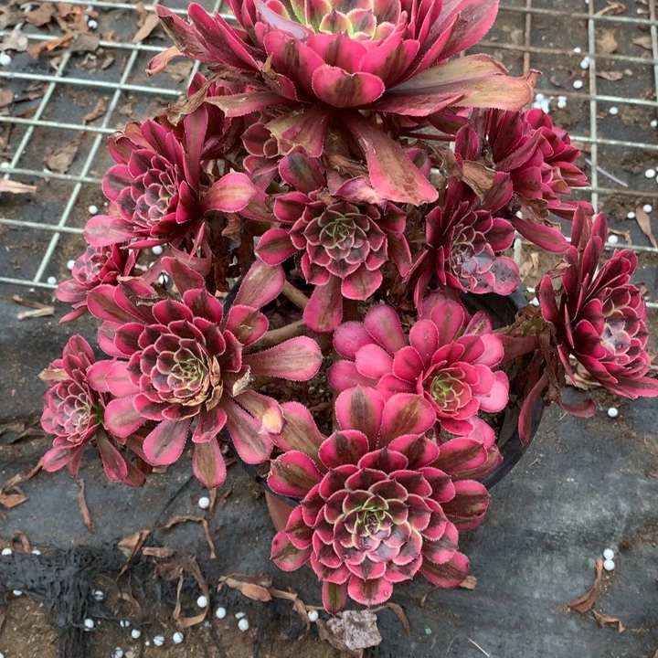 *****不包损364号白月光老桩