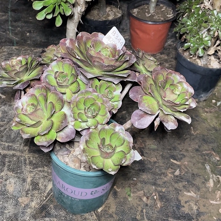 344魅金玫瑰多肉法师