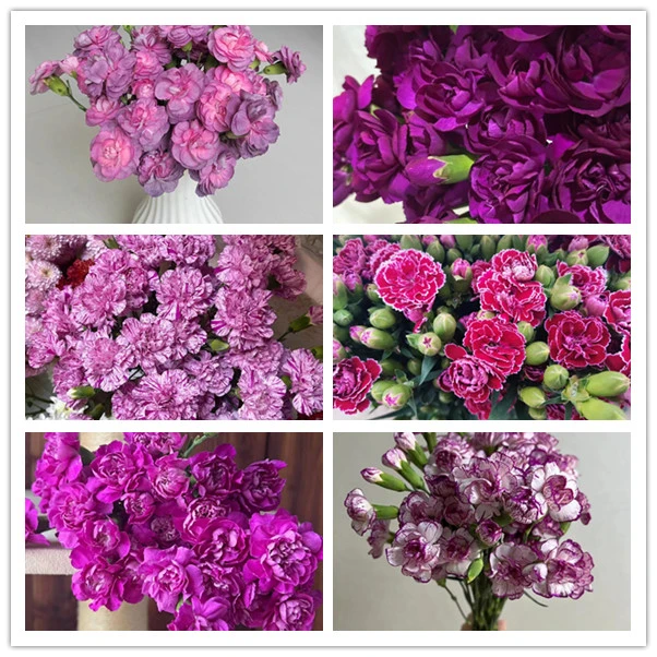 【源头一手价】紫色多头康乃馨20支 云南基地鲜花   家养  水养