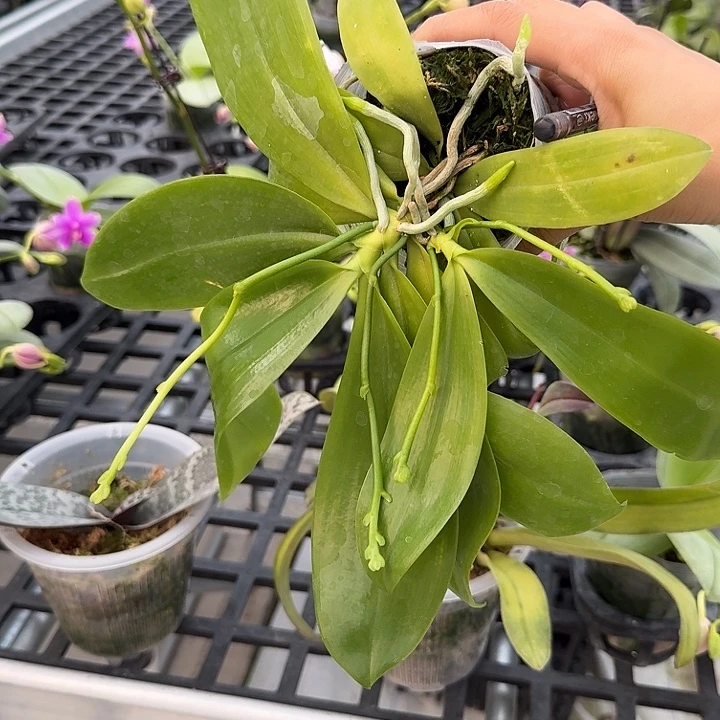 大部分开放少量花苞多苗