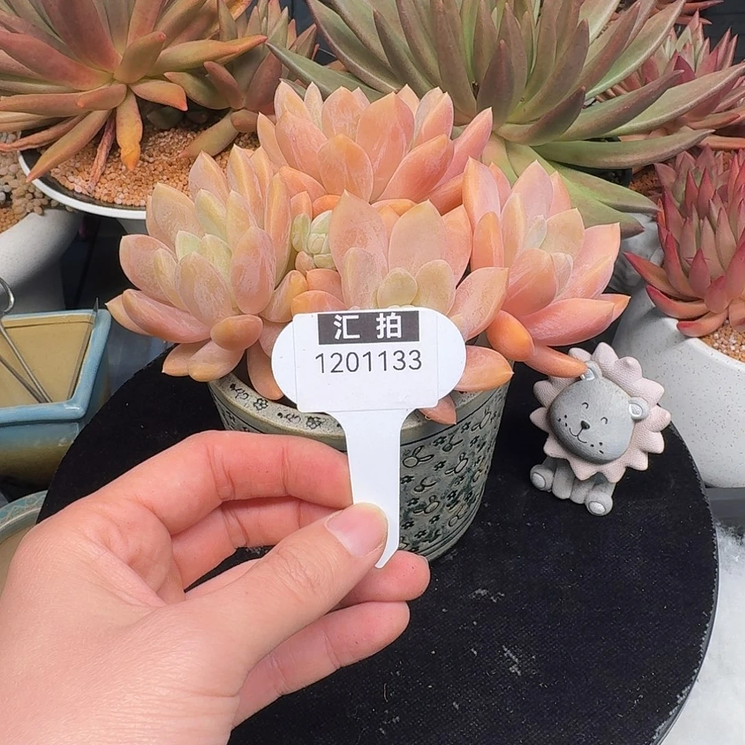 精品多肉植物1201133