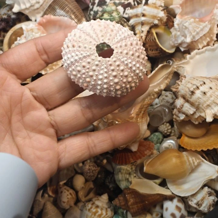 石材天然海螺海胆