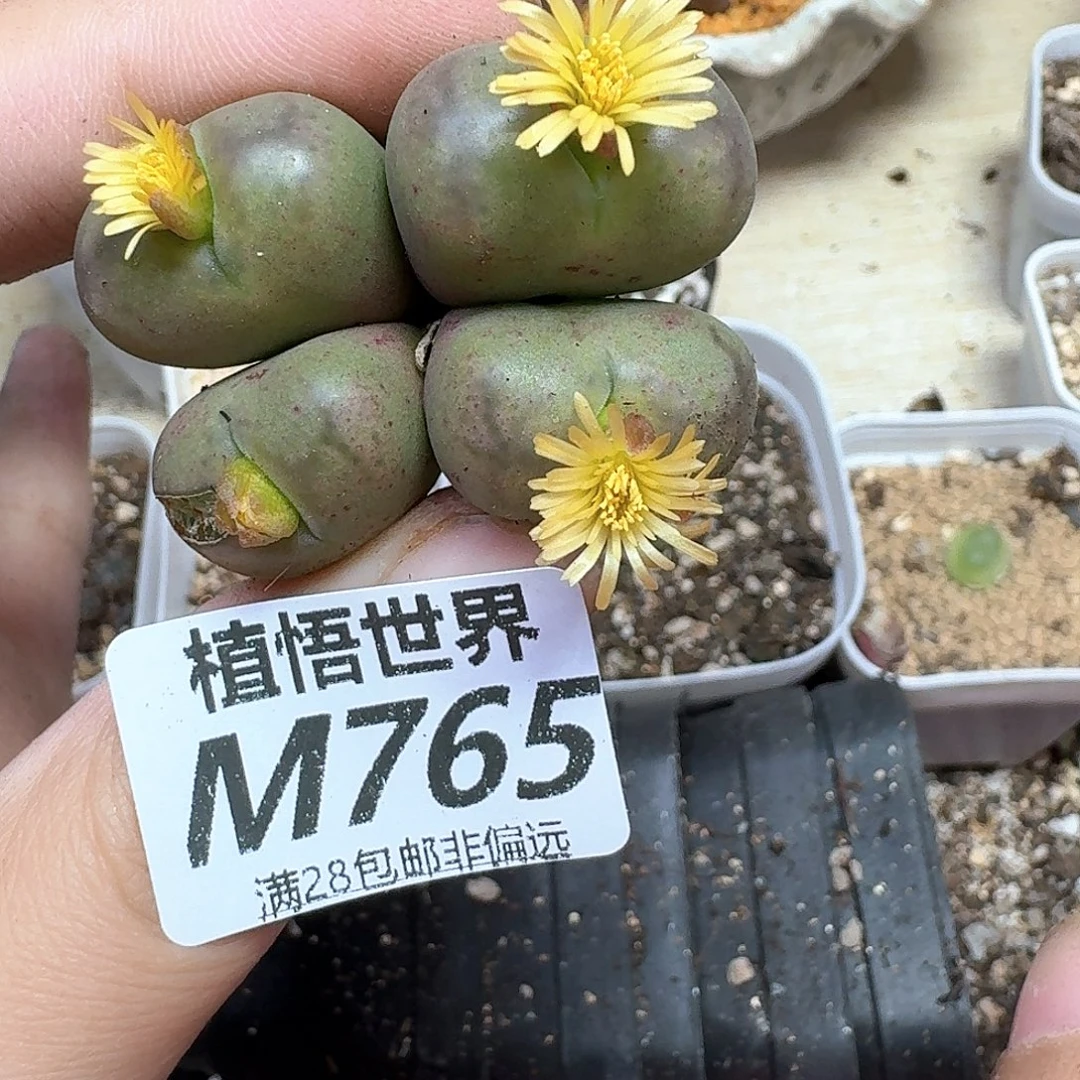 多肉植物的人生历程多