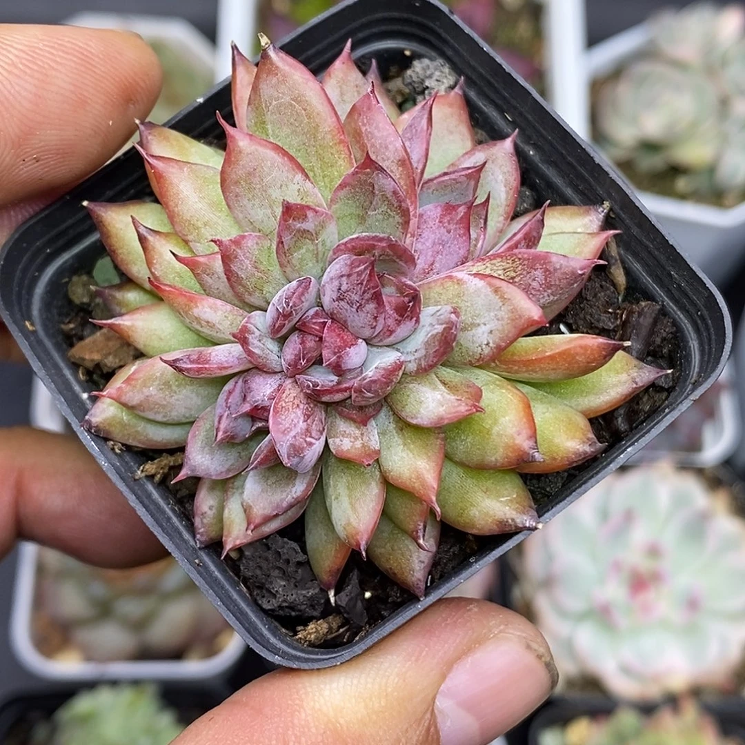 朵朵缀多肉植物1颗