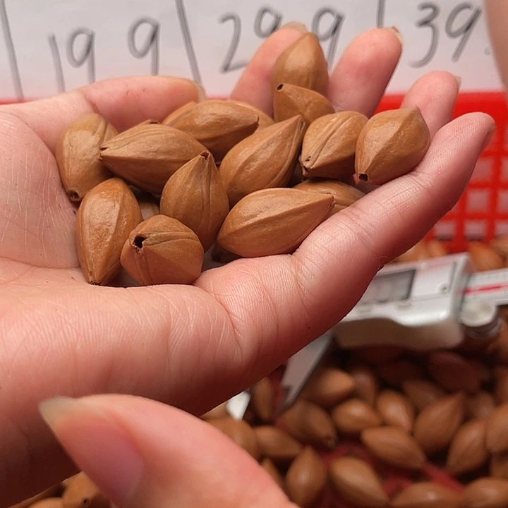 橄榄核手串/手链农***美橄榄