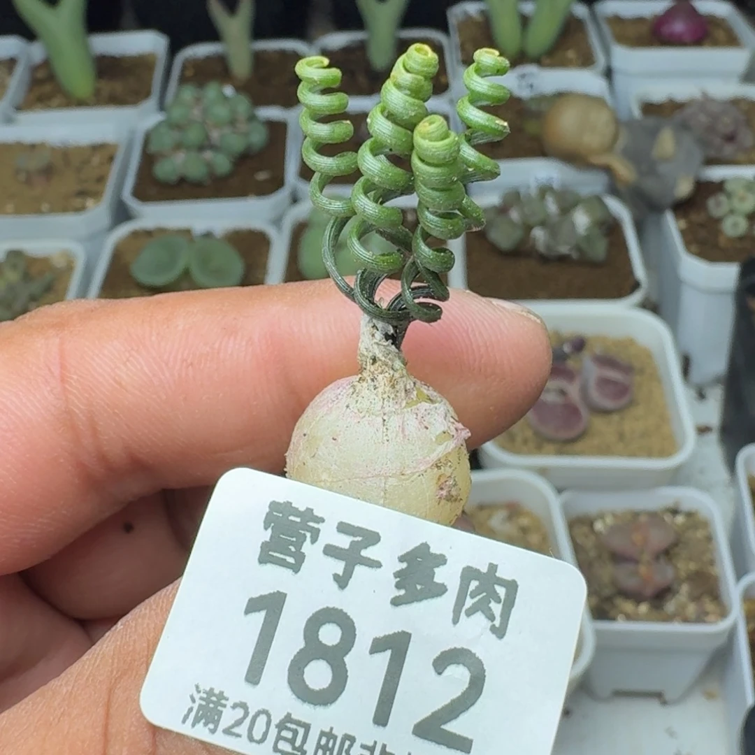 钢丝弹簧草。