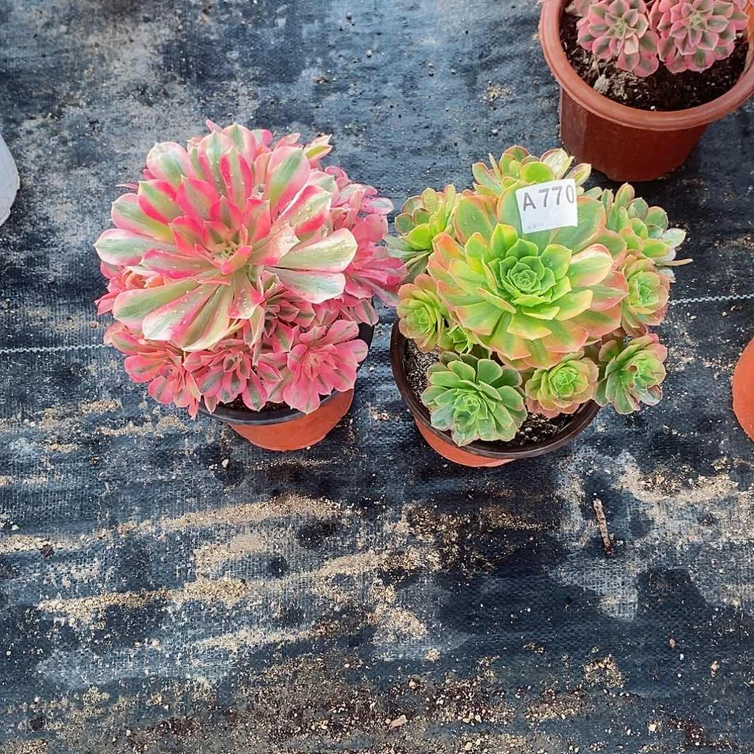 组合770多肉111111