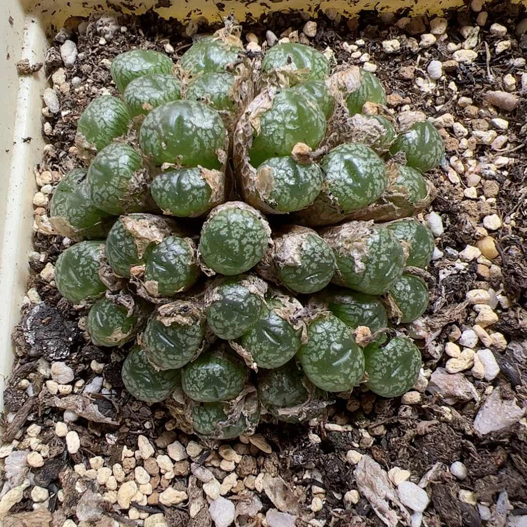 【闪购商品】329 蜜枣大群