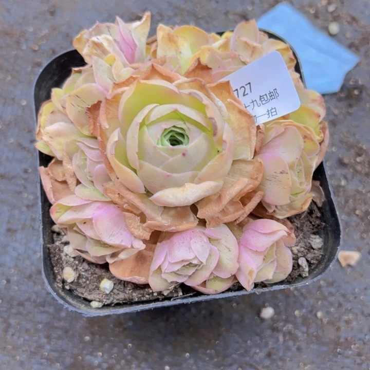 727 根不带土发货不包损毛帕