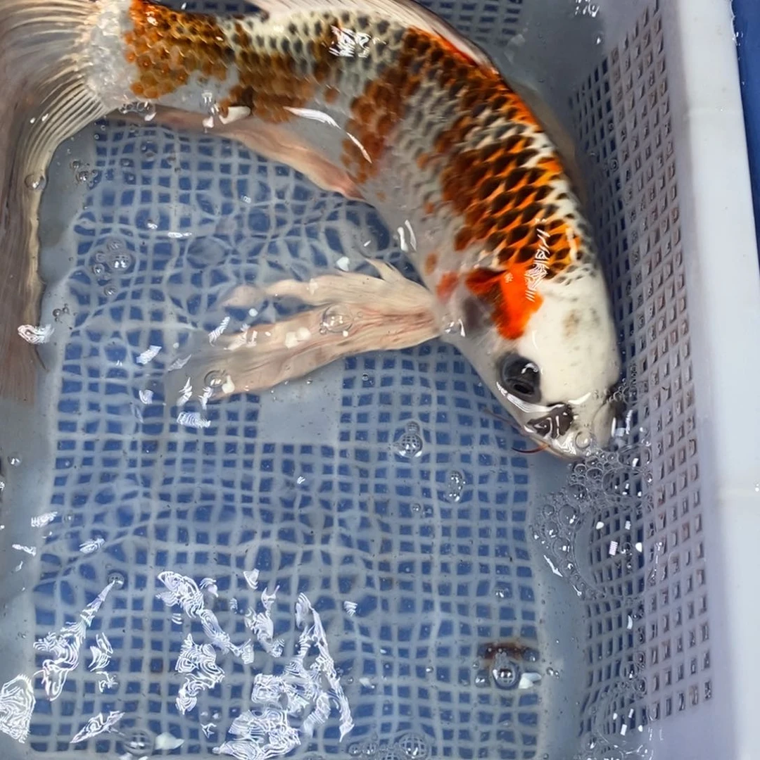 锦鲤冷水锦鲤包邮