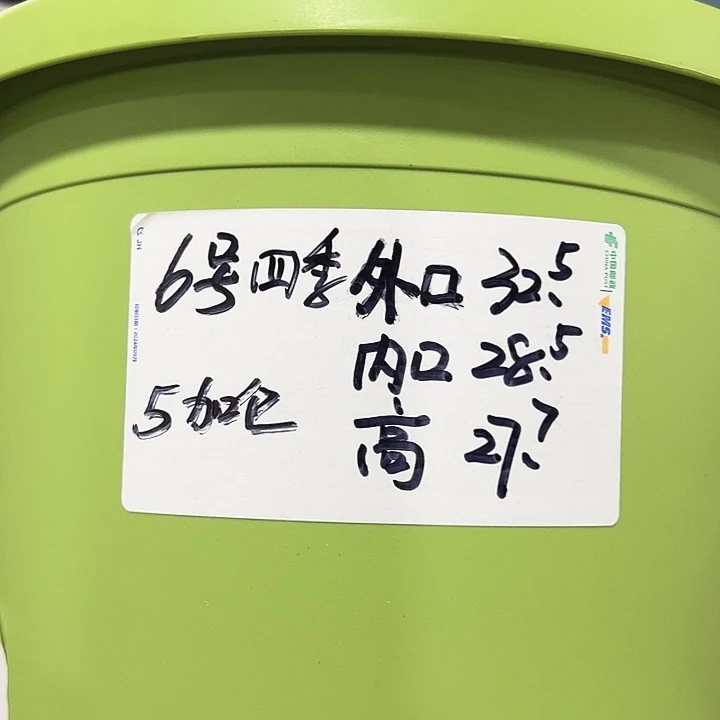 特价6号四季口32高27.7果绿无托5只