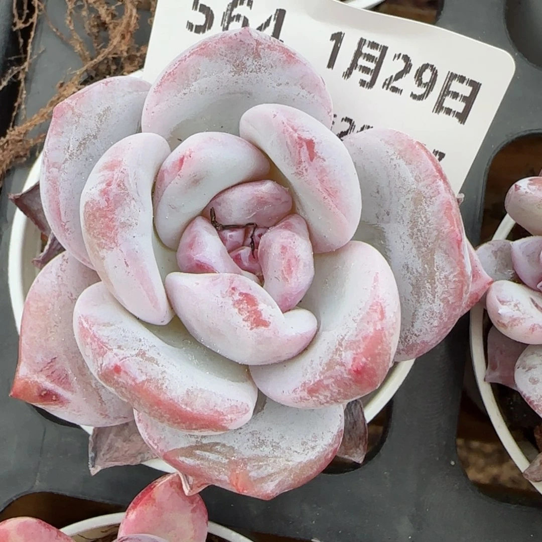 花语逸镜0129-564