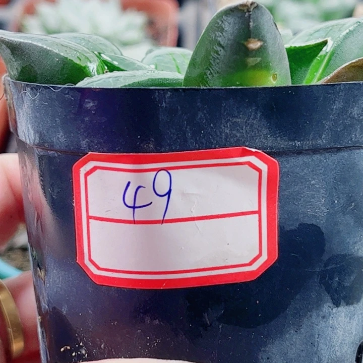 十二卷 实生克特选福利