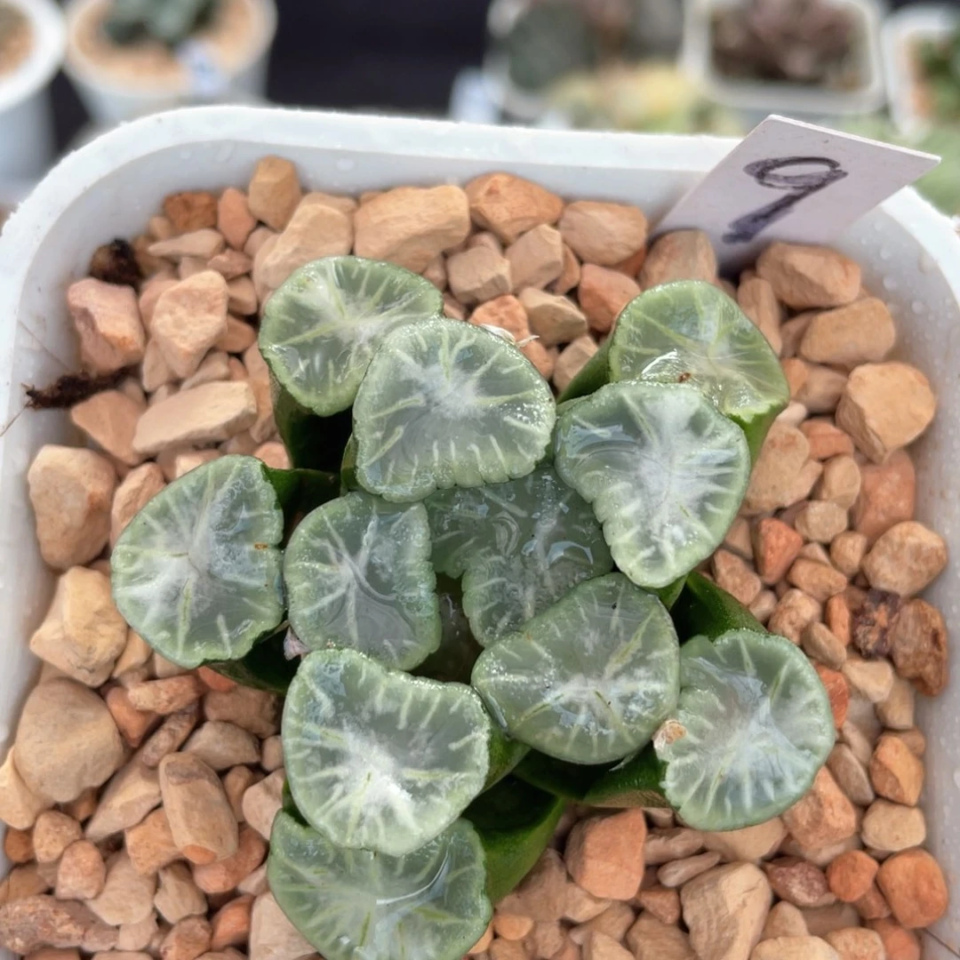 9瑞云万象。