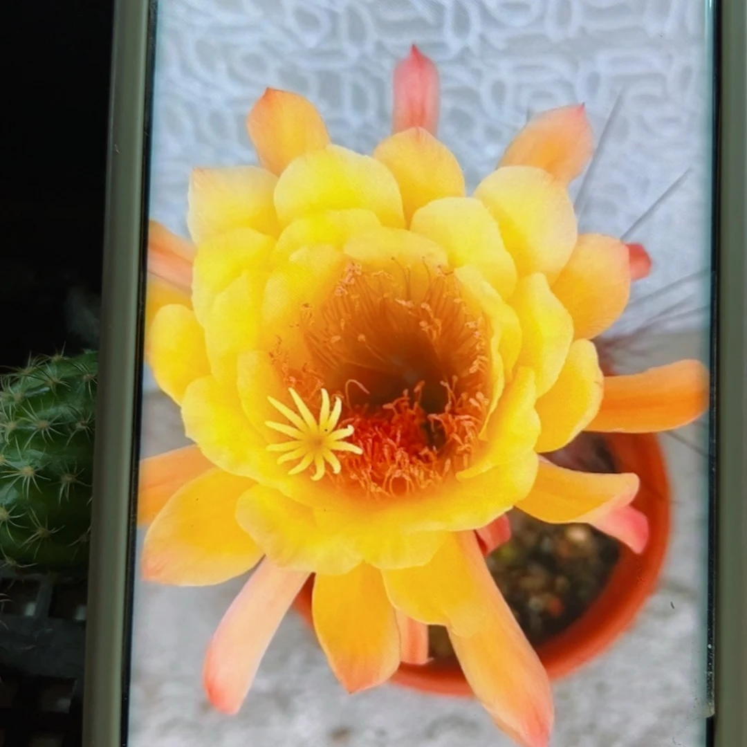 下9金妞国王侧芽歪5公分左右20包邮