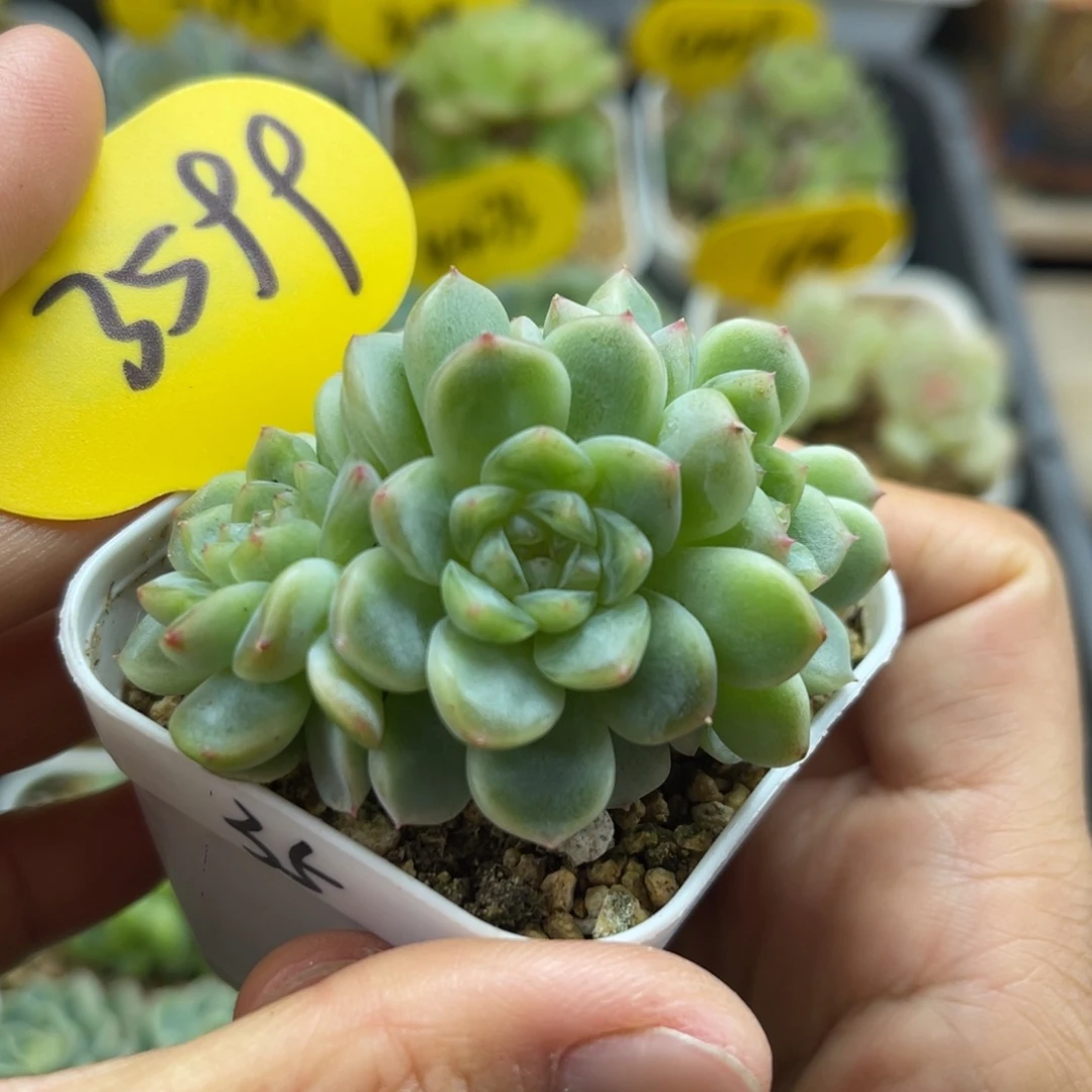 福利纸鸢群3599可拍
