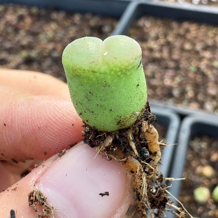 202粉女一颗福利出588000