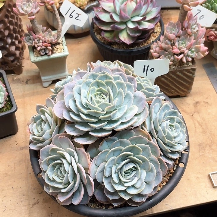 多肉植物，蓝色惊喜110号
