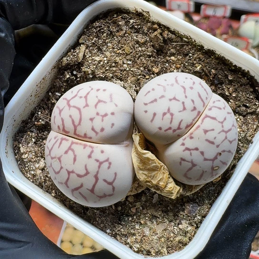 ****兒生石花11111。   170