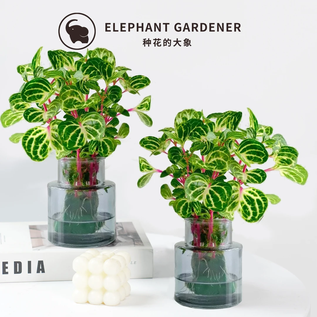 水培钱多多盆栽锦叶雪苋草本懒人好养活花卉观叶室内桌面摆放绿植