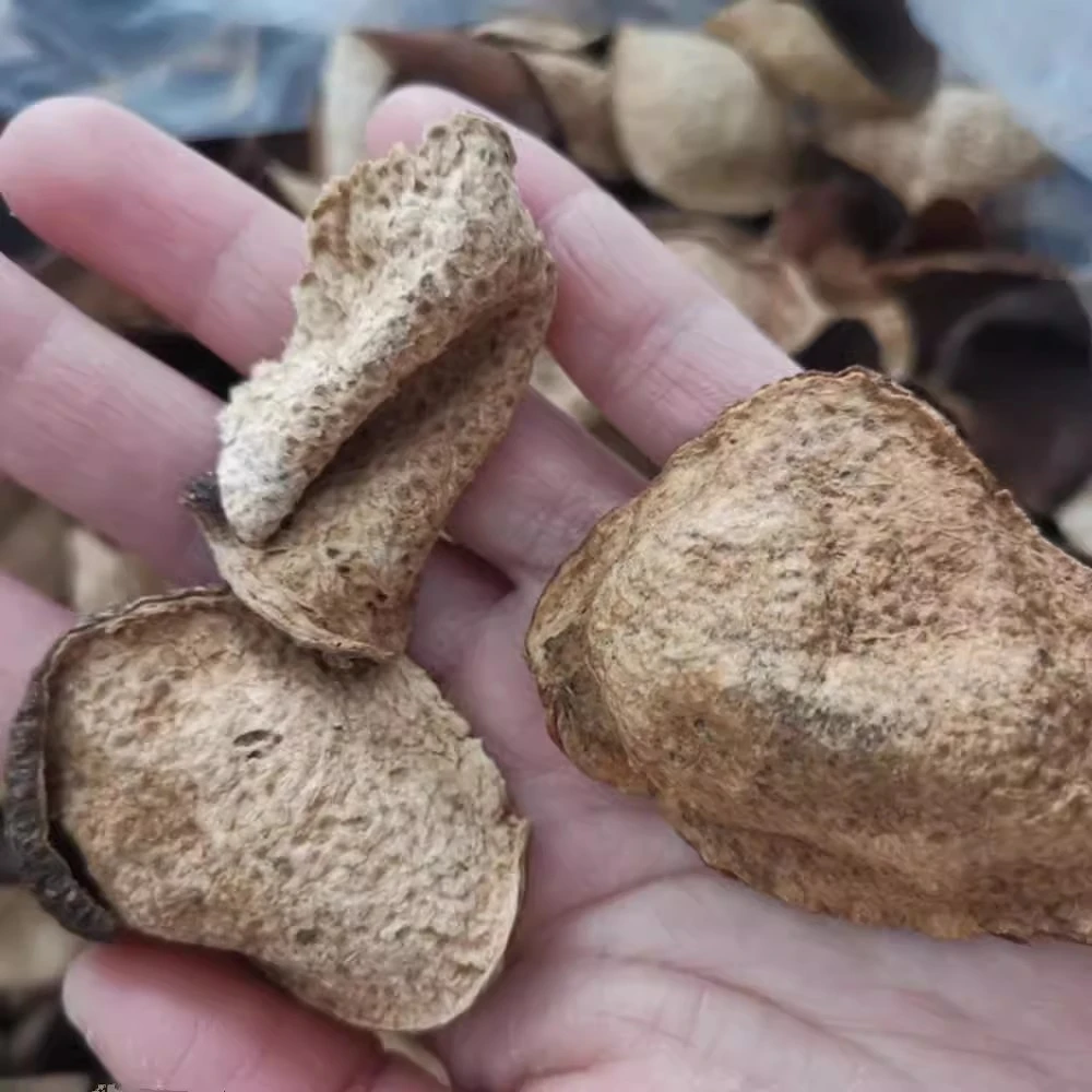 【断皮福利】梅江新会陈皮5-8年大红皮足年自然晾晒老陈皮