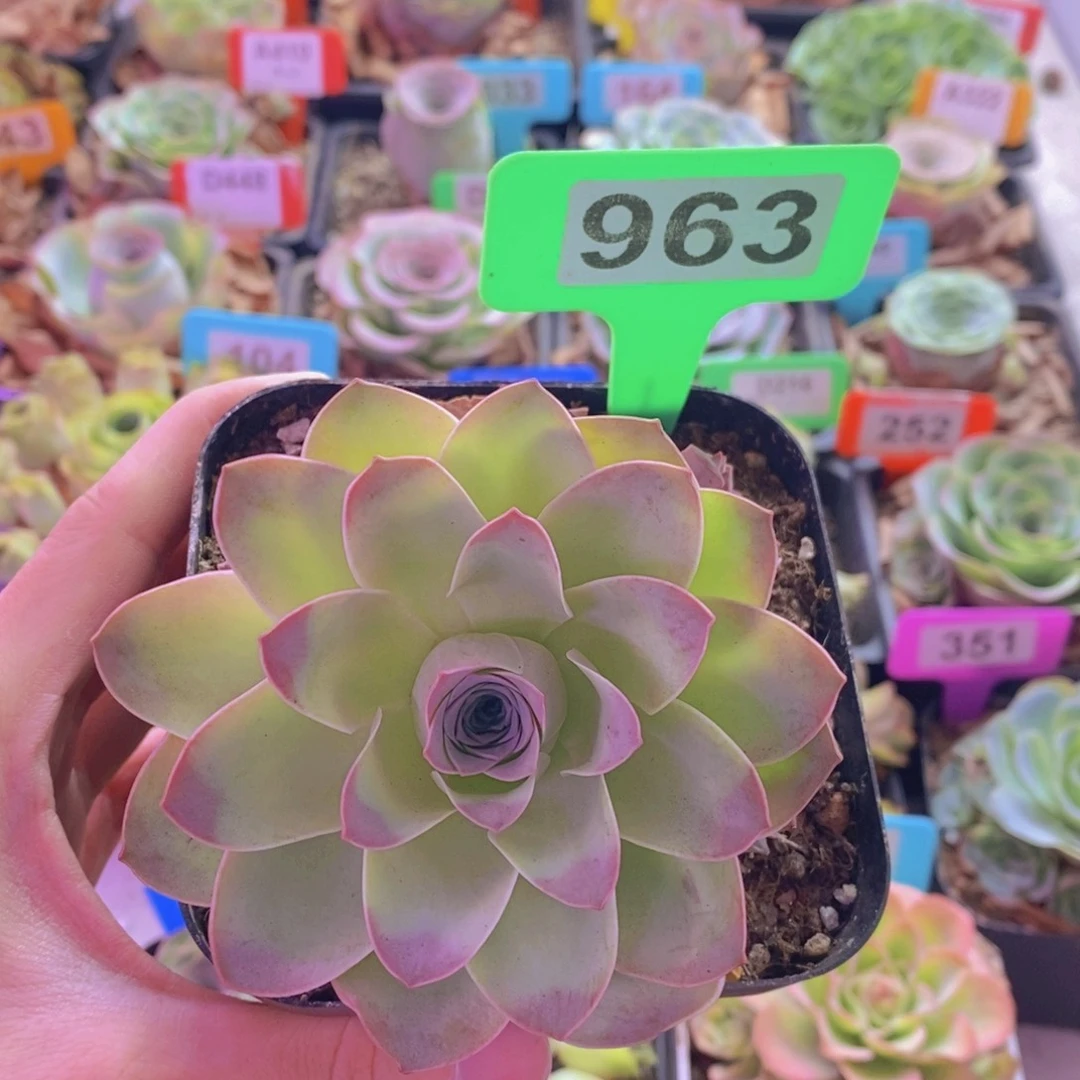 山地玫瑰一物一拍泪痕963